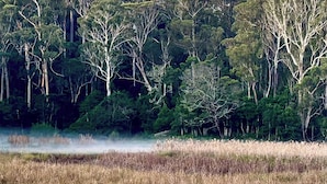 A dense forest with tall trees and a misty foreground. - Glamping nature escape at ‘Black Wattle’ 5 minutes from pristine empty beaches (Murrah)