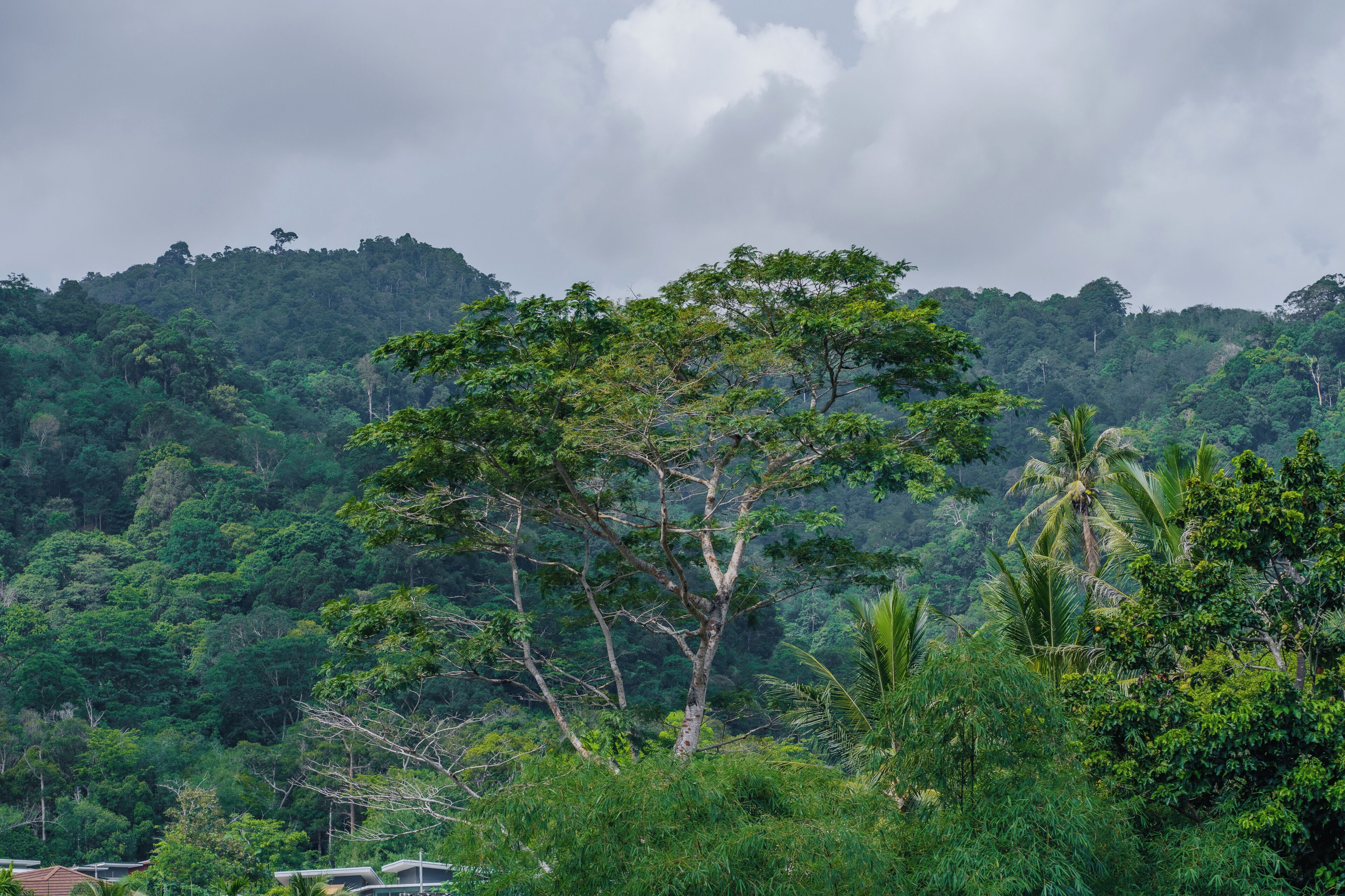 Paisatge tropical amb un arbre destacat al primer terme, un bosc dens de fons i un cel núvol.