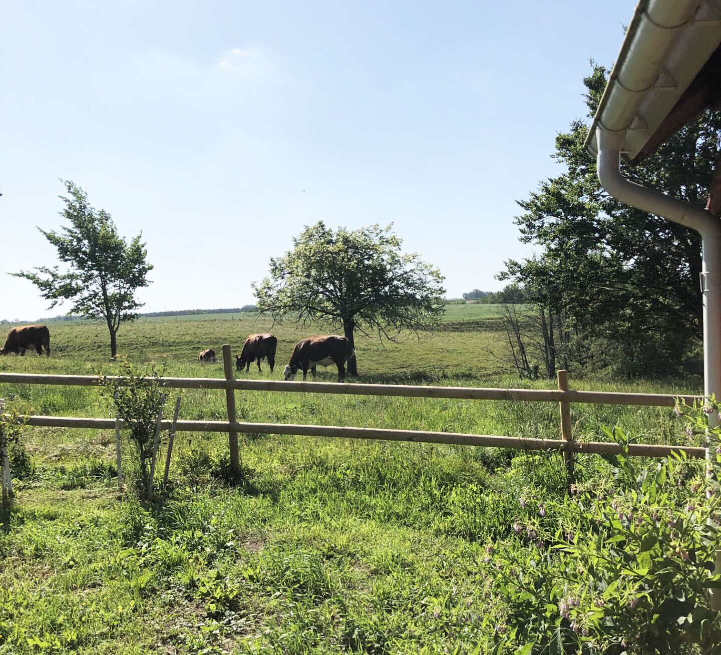 A rural landscape with cows grazing in a field, a wooden fence, and trees.