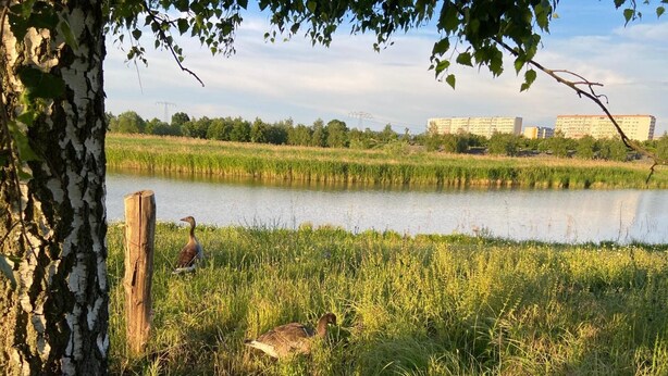 Un paysage naturel comprenant une étendue d’eau, des arbres et des bâtiments situés au loin.
