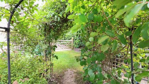 A garden pathway with a wooden gate, surrounded by lush green foliage and a metal trellis structure.