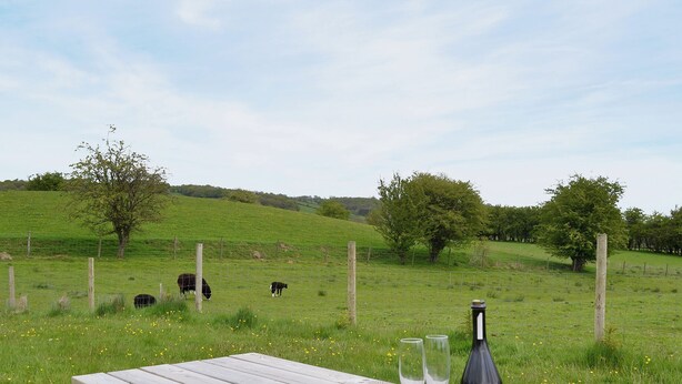 Una mesa de picnic con una botella de vino y dos copas, ubicada en un campo con césped, una valla y vacas al fondo.