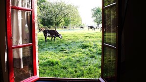 Vista a través de una puerta abierta con marco rojo, mostrando un campo de hierba con vacas pastando.