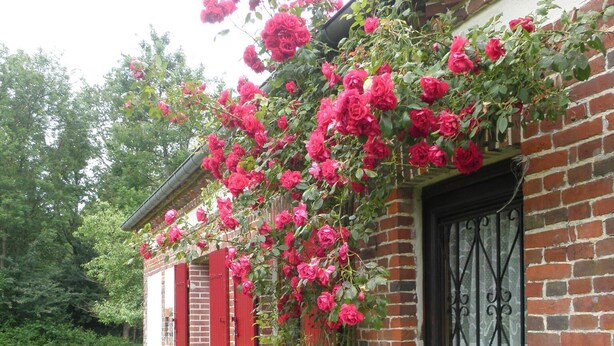 Una casa de ladrillo con contraventanas rojas, una puerta negra y un jardín con flores y un camino de grava.