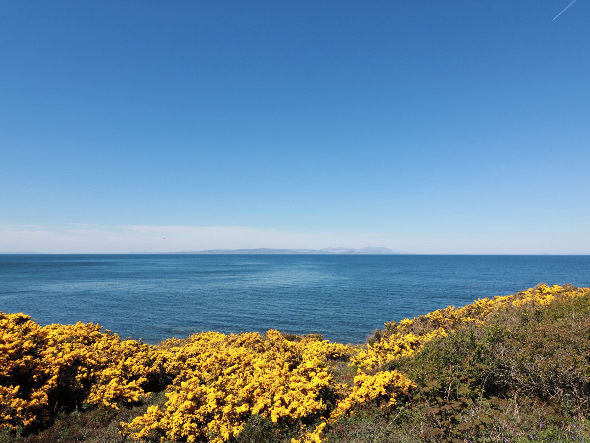 Un paisaje costero con vista clara al océano y un primer plano de arbustos con flores amarillas.