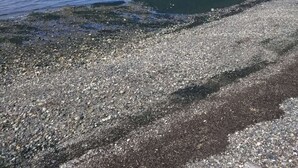 A pebbly beach with calm water and a clear sky.