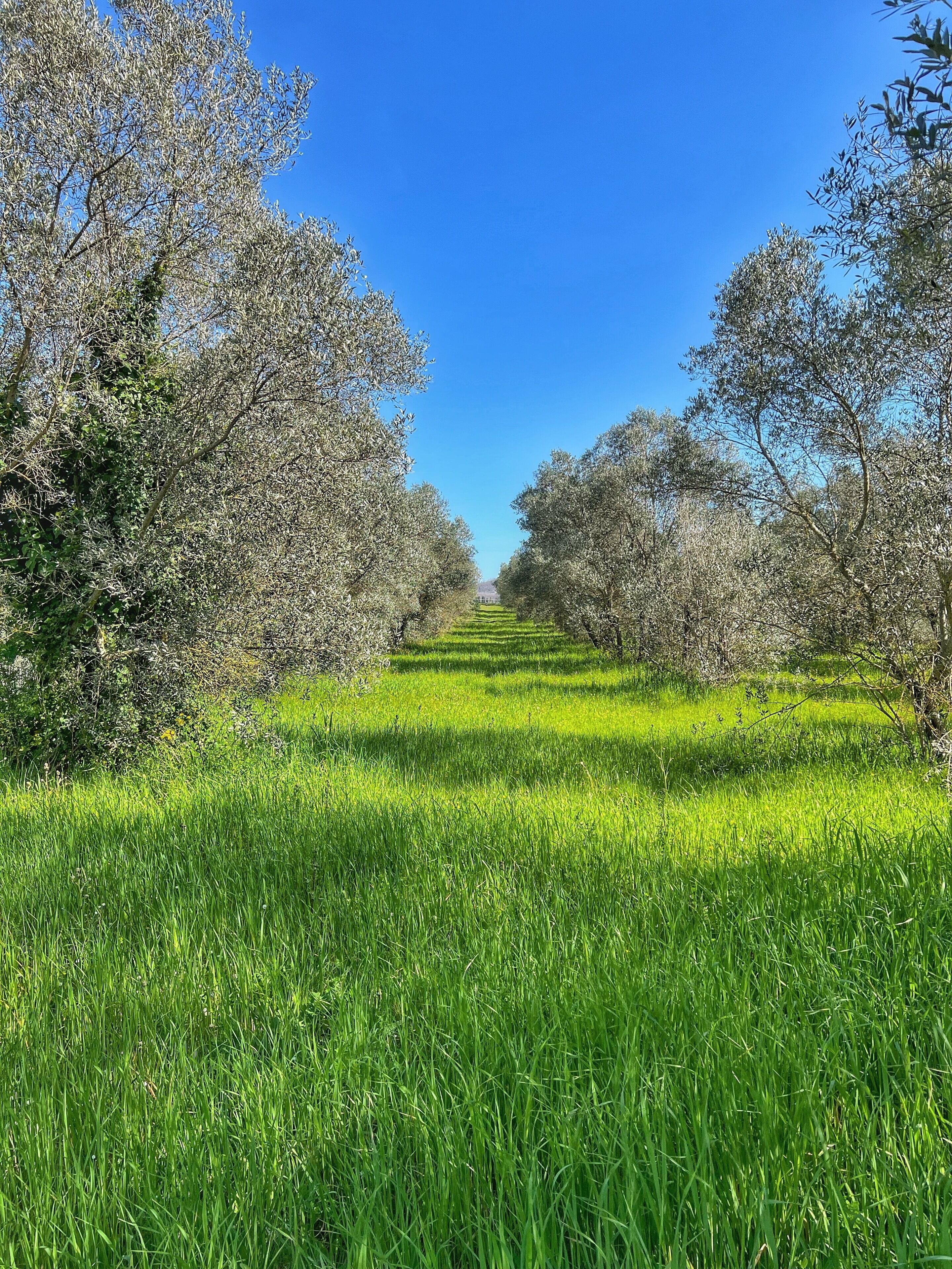 A pathway flanked by rows of trees leading to a distant building.