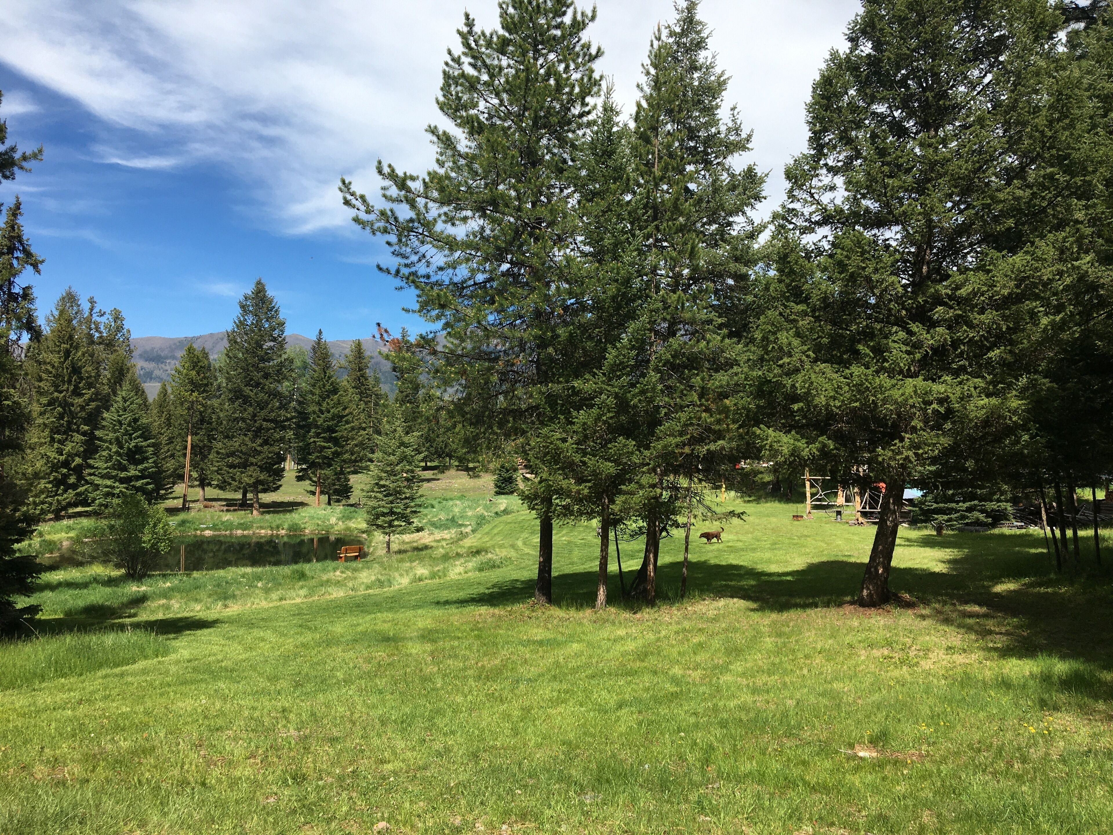 A grassy field with tall trees and a clear sky.