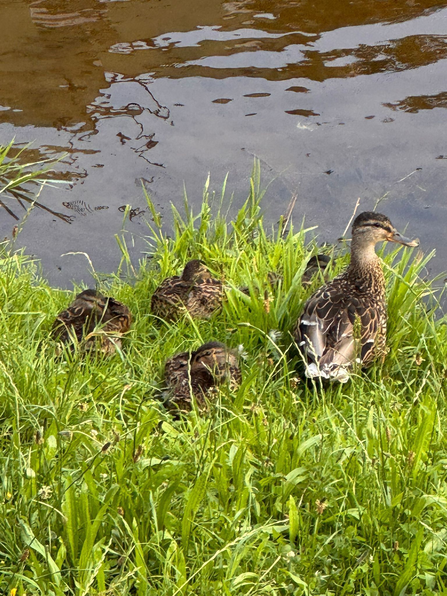 A group of ducks in a grassy area near a body of water.