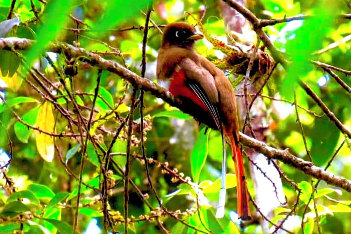 A bird perched on a branch surrounded by dense foliage.