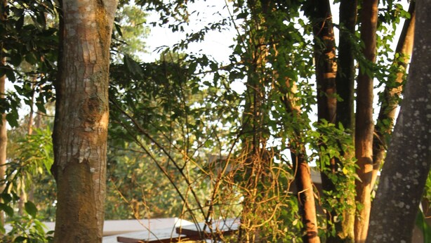 A view through dense foliage with a building partially visible in the background. - Tranquil forest cabin in Entebbe (Entebbe)