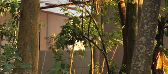 Tranquil forest cabin in Entebbe