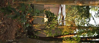 Tranquil forest cabin in Entebbe