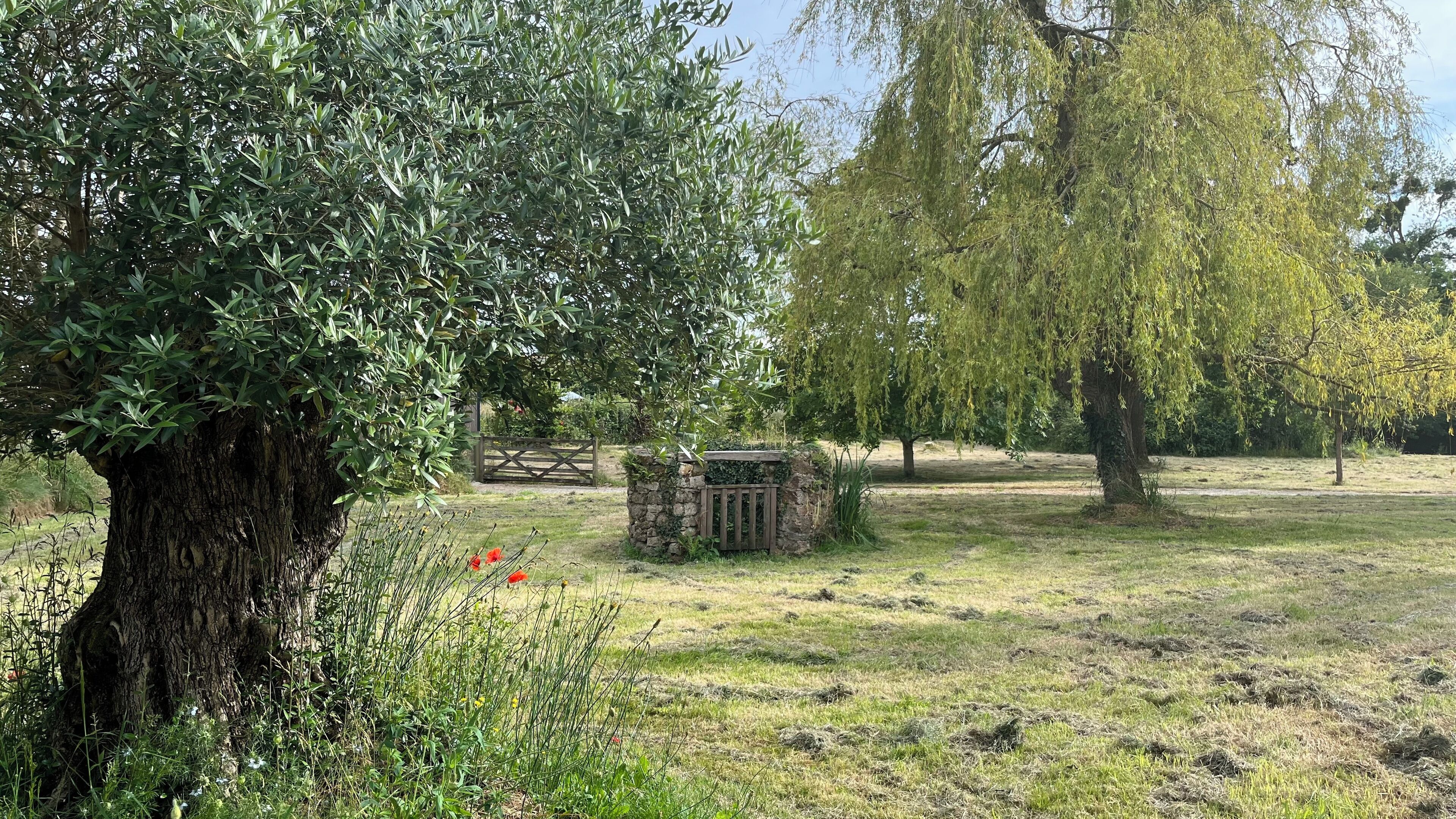A natural landscape with a large tree, a stone structure, and a grassy field.