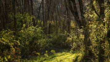 A forest path with dense trees and undergrowth.