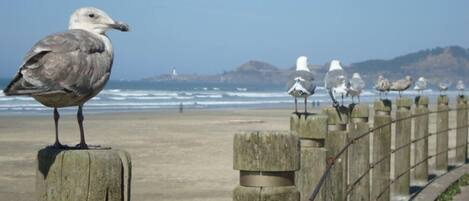Plage à proximité
