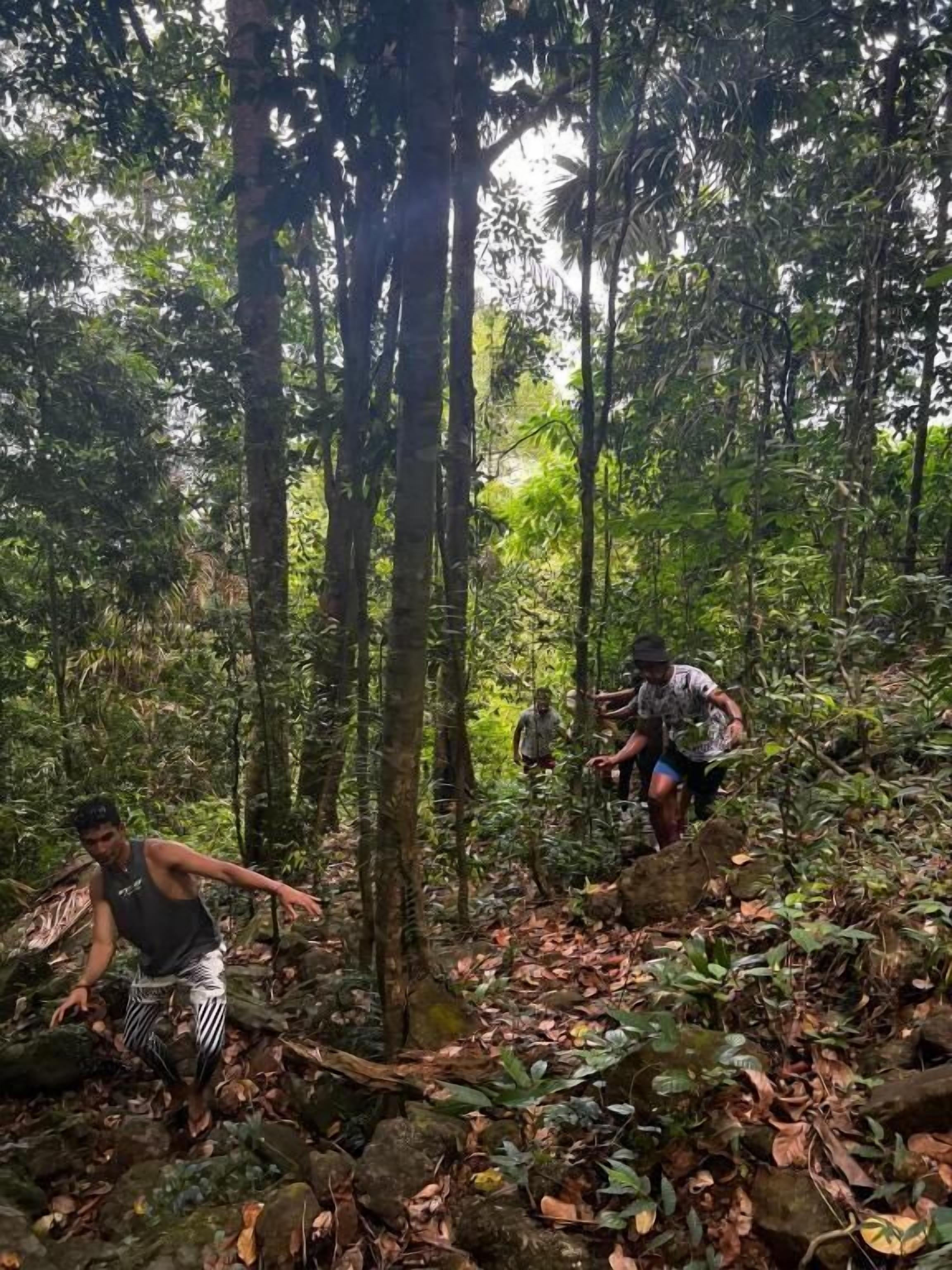 Un bosque tupido de árboles altos y suelo rocoso cubierto de hojas.