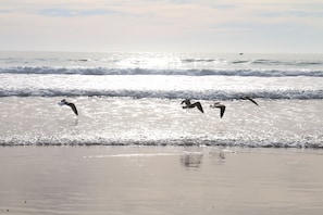 A beach with waves and birds.