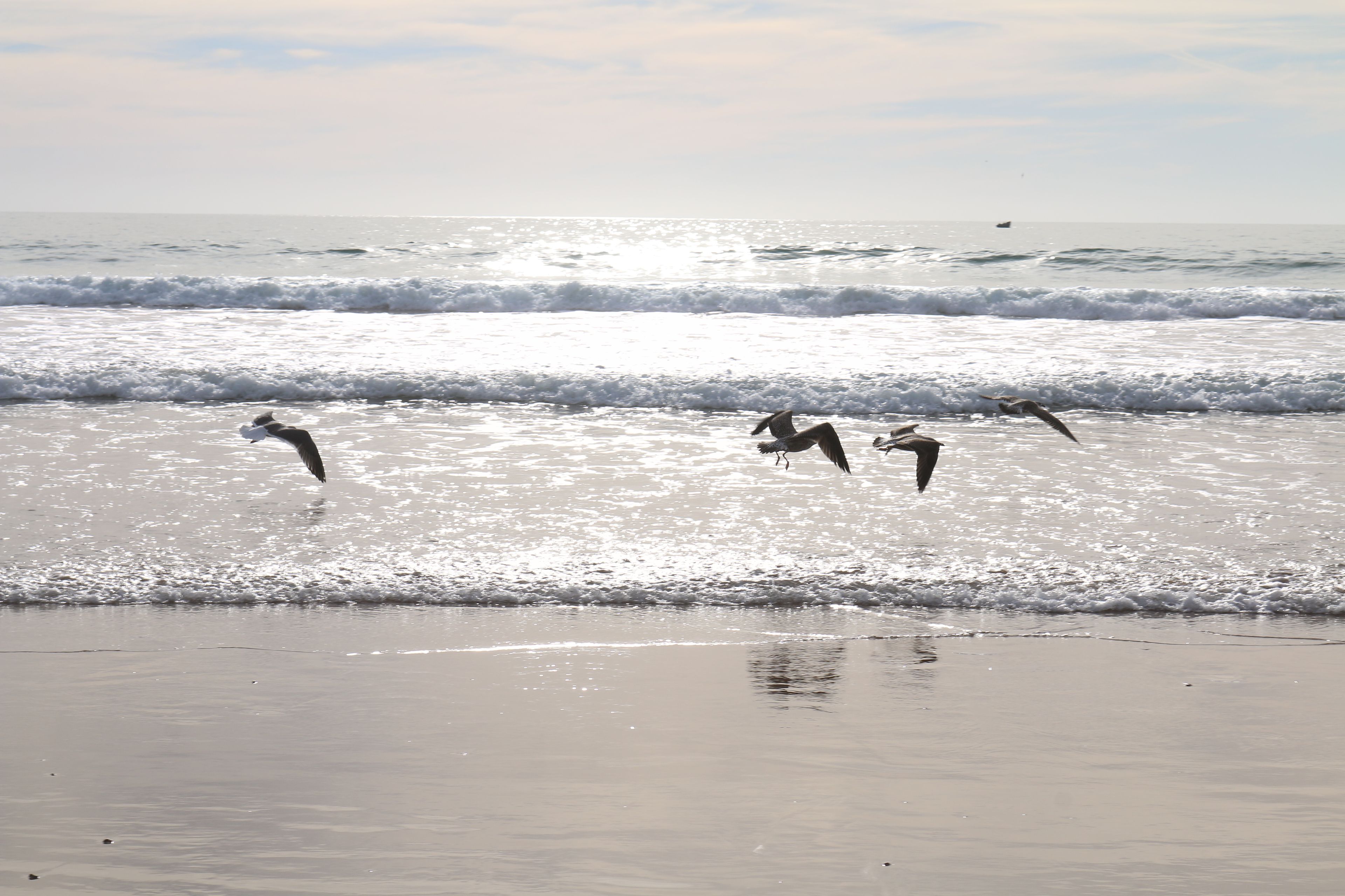 A beach with waves and birds.