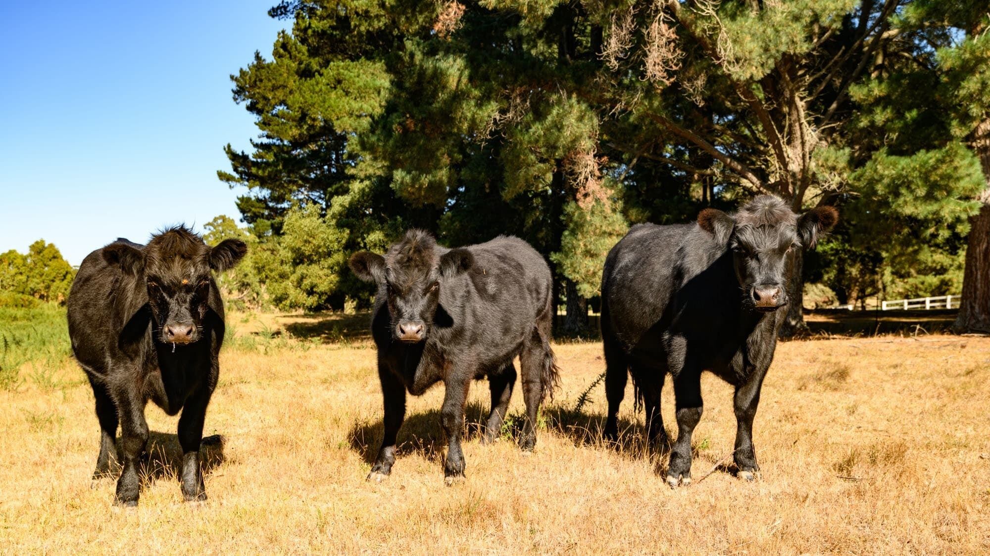 Tres vacas negras pastando en un campo con pasto seco y árboles al fondo.