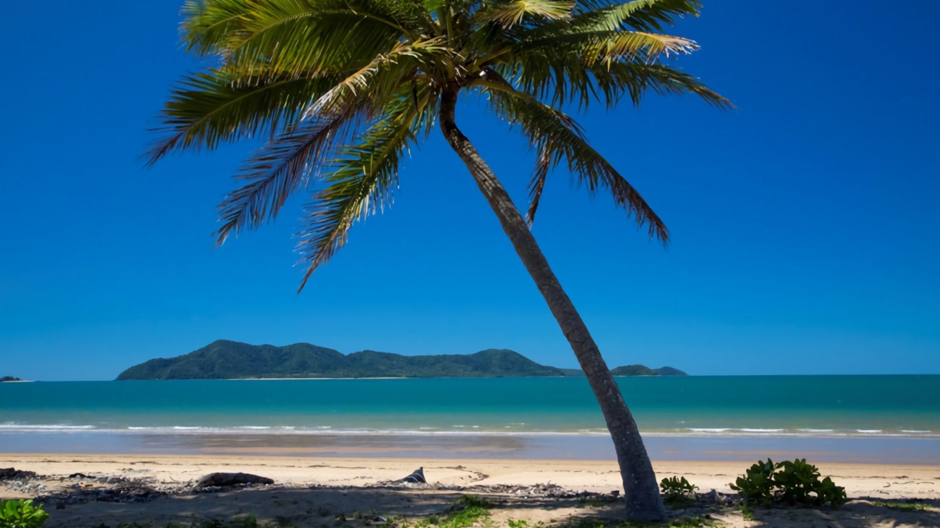 A beach with a single palm tree, clear blue sky, and distant mountains.