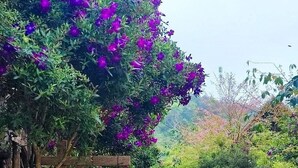 A dirt path leading to a wooden sign with the name 'TOCHIMRI'. - To Chim Ri Homestay Mang Đen (Mang Den)