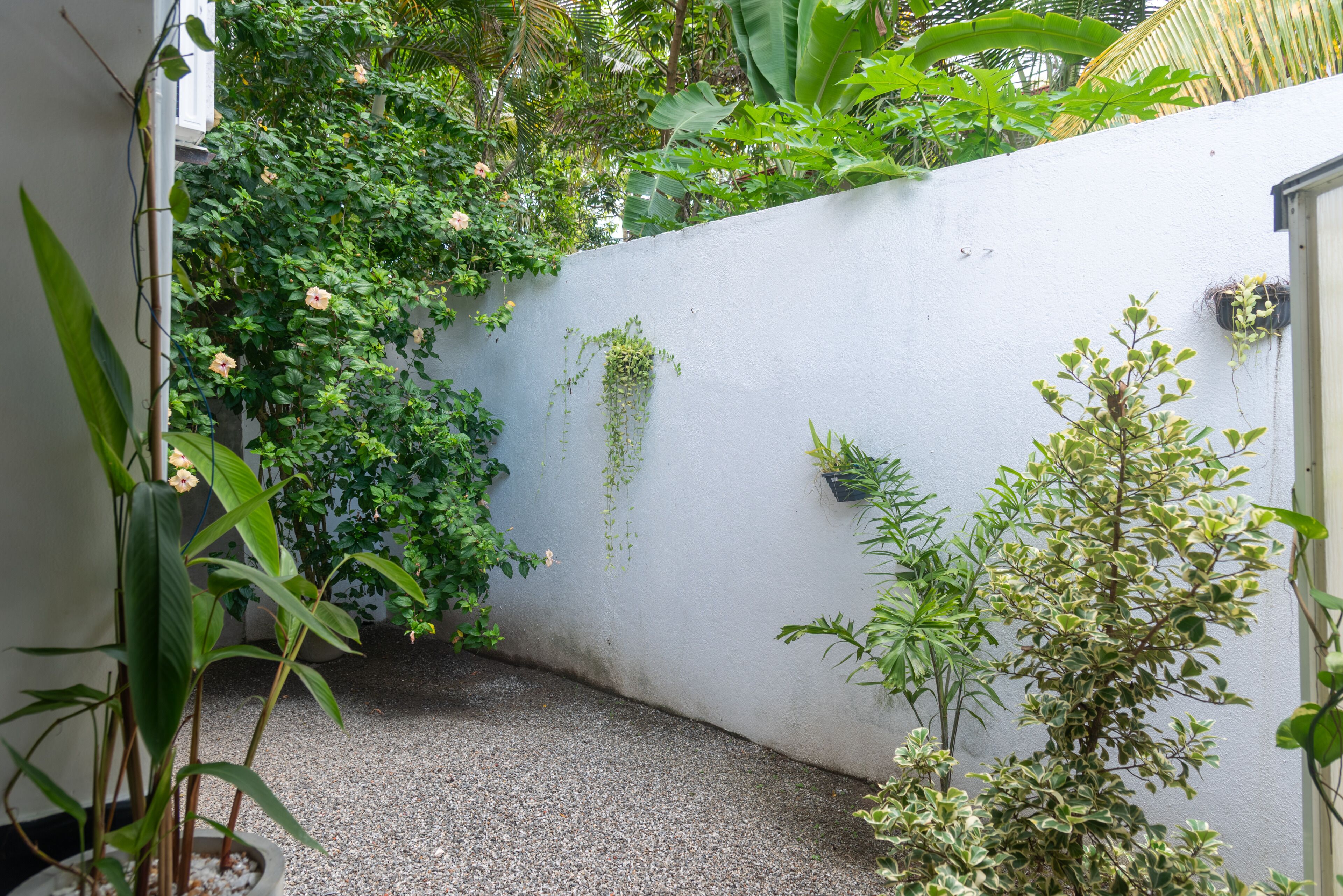 Un espace extérieur étroit, avec un mur blanc, un sol recouvert de gravier et diverses plantes, notamment une plante grimpante et un petit arbre.