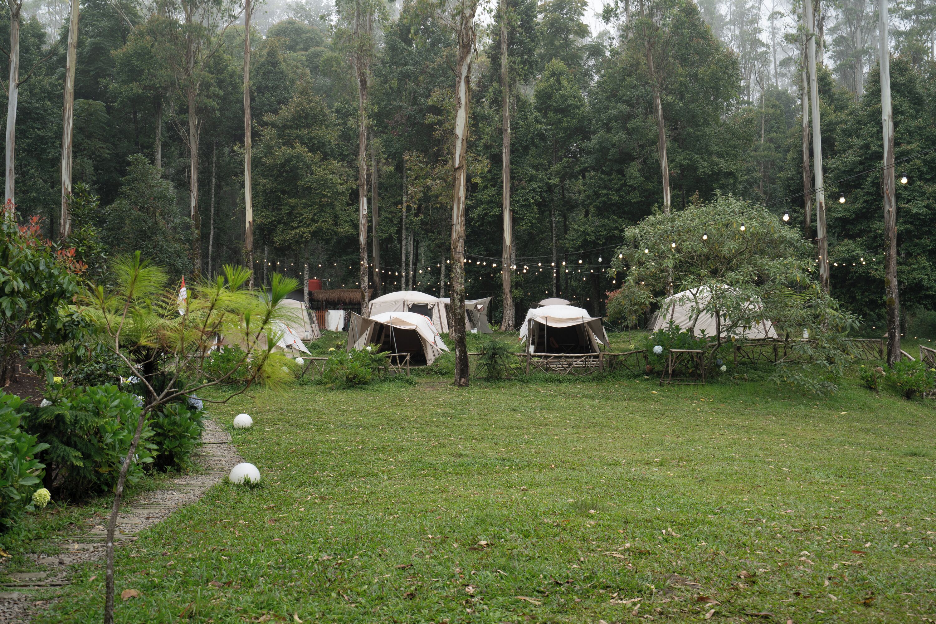 A campsite with tents set up among tall trees, surrounded by greenery and a grassy area.