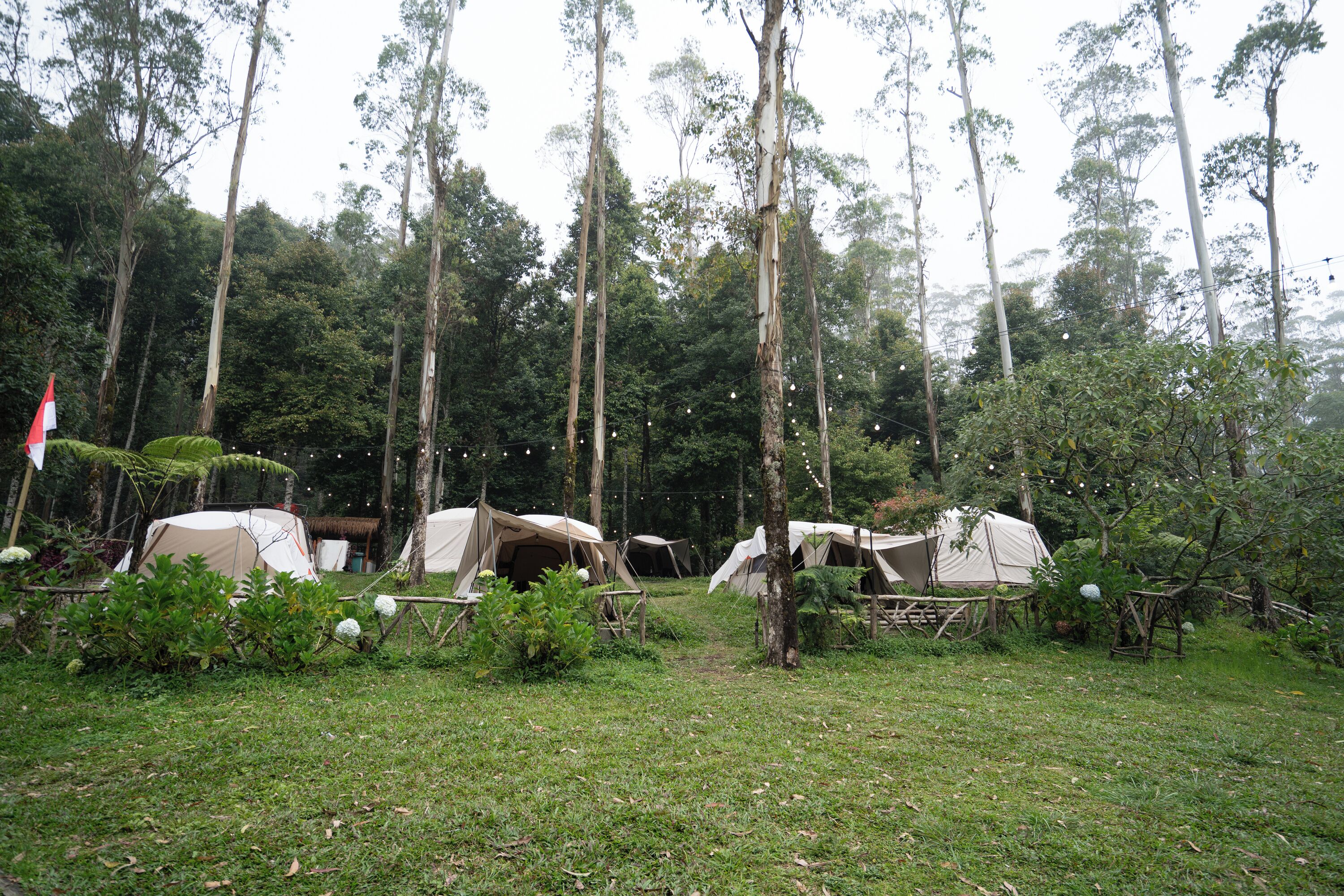 A campsite with multiple tents set up among tall trees.