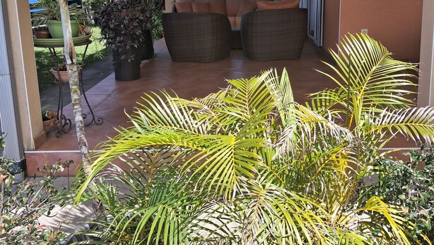 A covered patio area with wicker furniture, potted plants, and a view of the outdoors. - Spacious 2-bedroom apartment in Avirons - Terrace & Parking (Les Avirons)