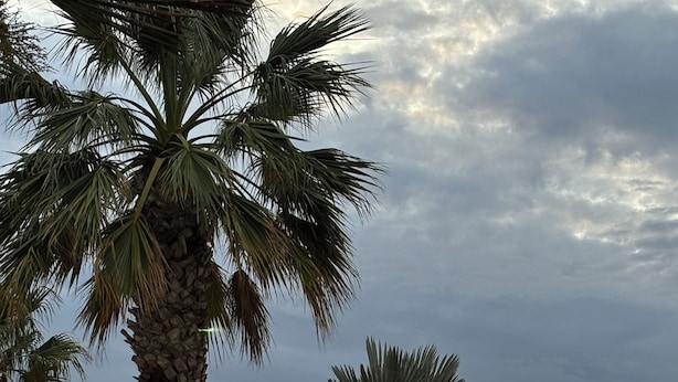 A beach scene with palm trees and a sunset. - Magnificent duplex with garden and sea view - Beach and Sanary on foot (Six-Fours-les-Plages)