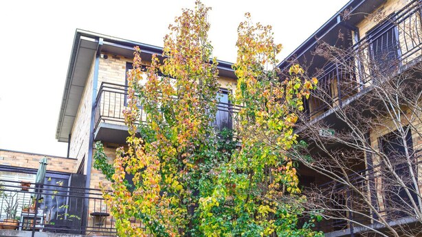 Un immeuble à plusieurs étages, avec un arbre devant, un trottoir et une échelle de secours.