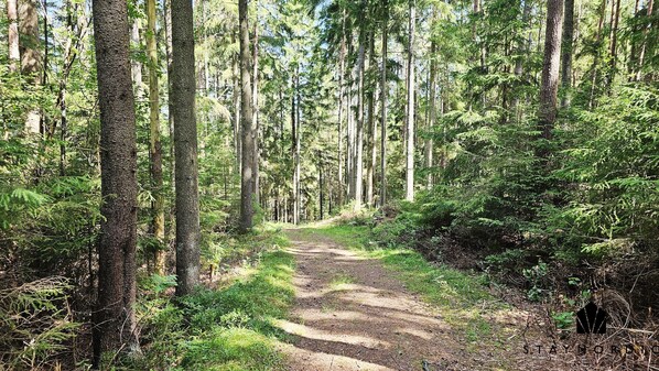 A forest trail with tall trees and dense underbrush.
