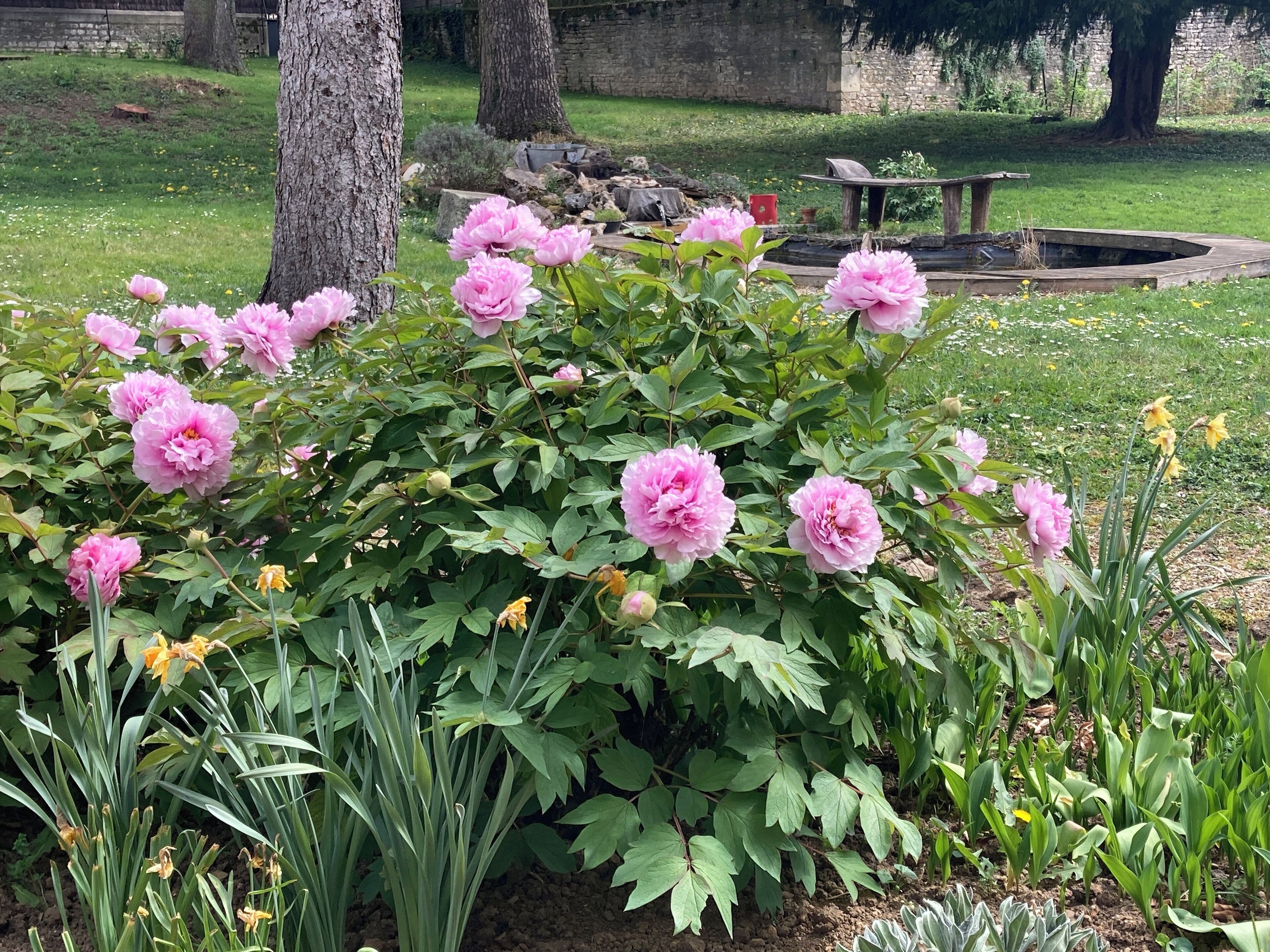 Giardino