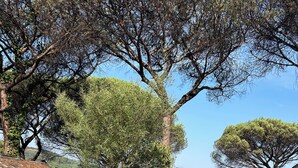 A road with trees and a building on the left. - Voyage Home Mobile Home. Modern facilities on a 4-star campsite (Gassin)
