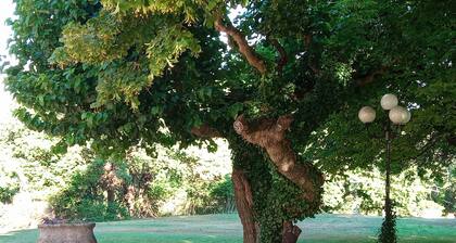 Room 'Chambre Jules' with Mountain View, Shared Pool and Shared Terrace