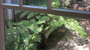 Une fenêtre donnant sur un jardin agrémenté de fougères et d’arbres.