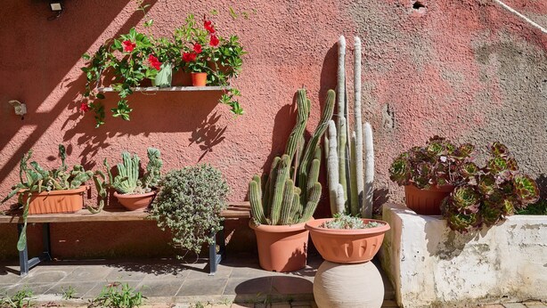 Diversas plantas em vasos contra uma parede texturizada, incluindo cactos e plantas floridas.