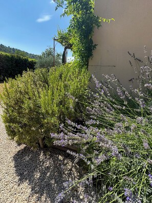 Property grounds - Bois de la Fleurie (Ménerbes)