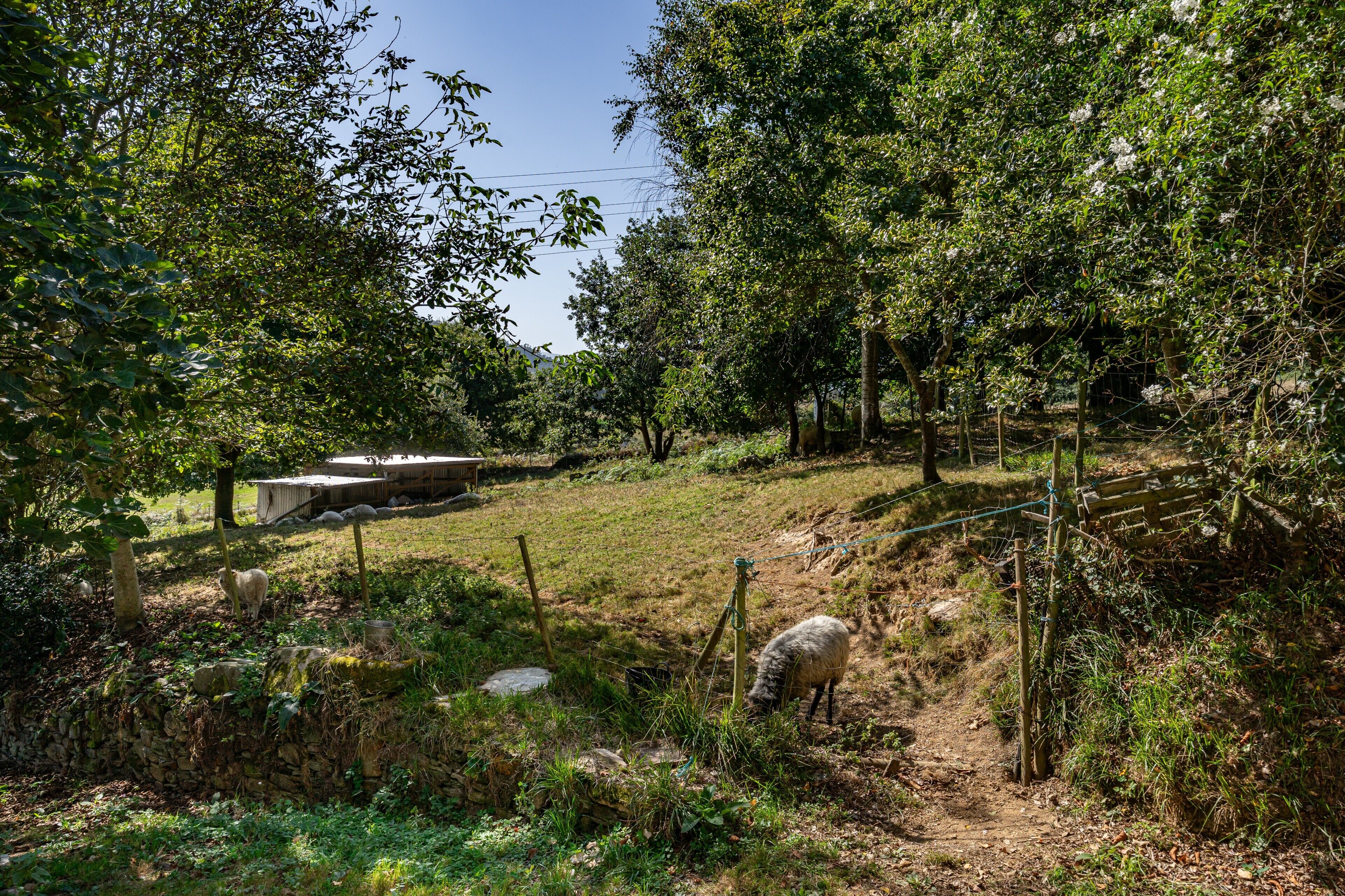 Paisagem rural com muro de pedra, cerca de madeira e uma ovelha pastando.