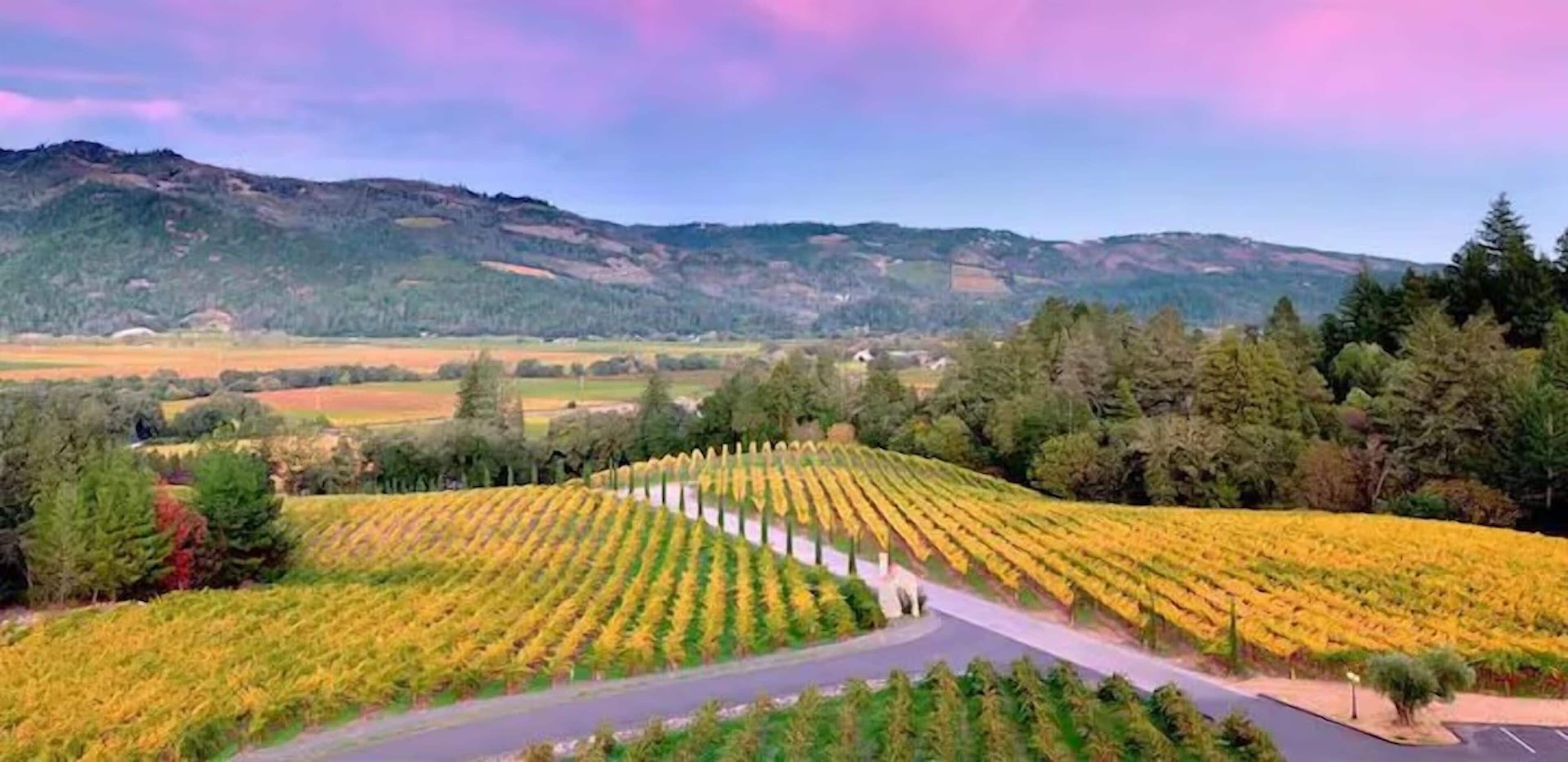 Un vignoble avec des rangées de vignes et une route qui le traverse.