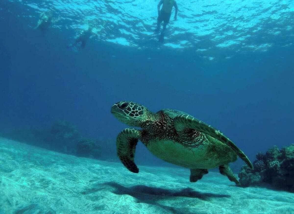 A sea turtle swimming underwater.