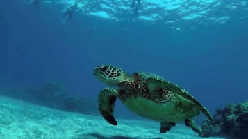 A sea turtle swimming underwater.