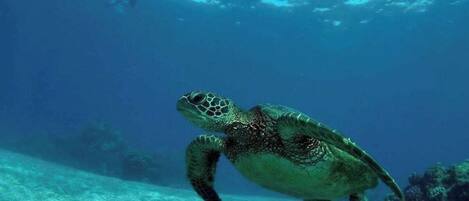 A sea turtle swimming underwater.