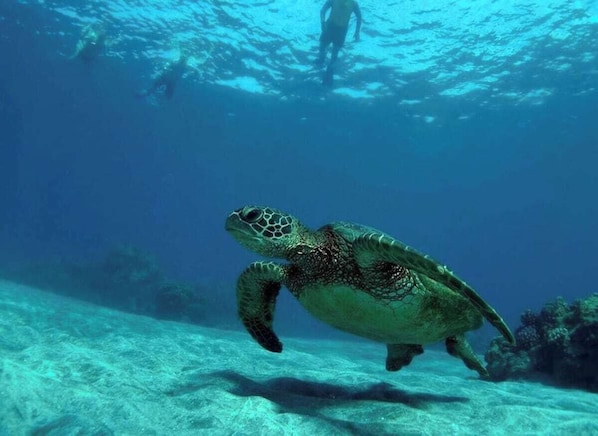 Une tortue de mer nageant sous l’eau.