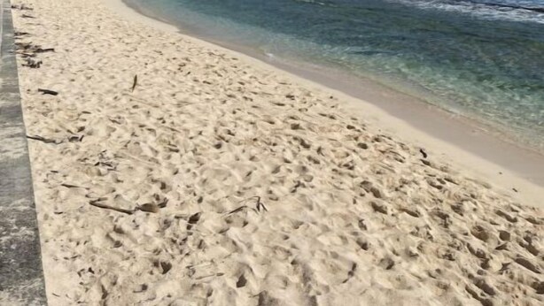 Une plage à l’eau claire, avec un rivage sablonneux et une rangée de palmiers en arrière-plan.