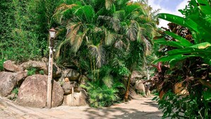 A stone pathway surrounded by lush greenery and large rocks.