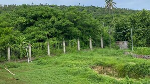 A lush green landscape with dense vegetation and a hill in the background.