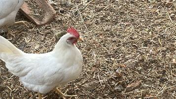 A white chicken walking on a ground covered with straw and small rocks.