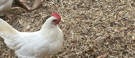 A white chicken walking on a ground covered with straw and small rocks.